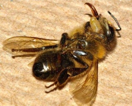 In this photo provided by San Francisco State University, the larvae of an Apocephalus borealis fly emerges from the dead body of a host honey bee. The A. borealis fly is suspected of contributing to the decrease in the honey bee population. Researchers say the fly deposits its eggs in the abdomen of honey bees and as the larvae grow within the body of the bee, the bee begins to lose control of its ability to think and walk, flying blindly toward light. It eventually dies and the fly larvae emerge. Photo by John Hafernik, San Francisco State University